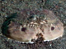 Calappa philargius