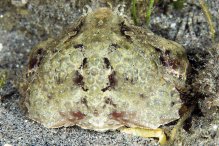 Calappa torulosa