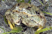 Calappa torulosa