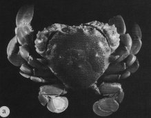Ashtoret granulosa