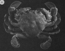 Ashtoret obtusifrons