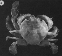 Matuta circulifera