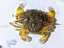 Matuta purnama