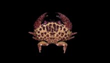 Daira americana