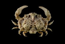 Alox somphos