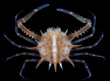Arcania erinacea