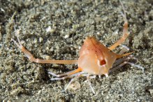 Arcania gracilis