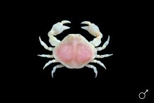 Ebalia tumefacta