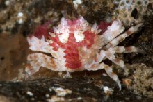 Heteronucia venusta