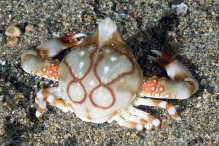 Leucosia anatum