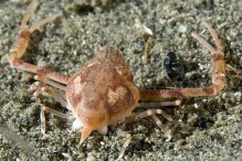 Myrine acutidens
