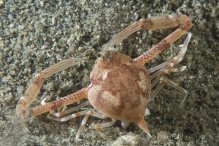 Myrine acutidens