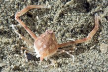 Myrine acutidens