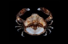 Paranursia abbreviata