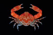 Urnalana flammea