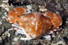 Urnalana purarensis