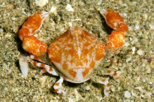 Urnalana purarensis