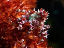 Hoplophrys oatesii