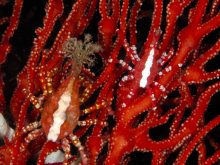 Xenocarcinus depressus