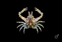 Eurynome spinosa