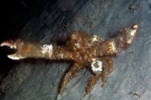 Daldorfia horrida