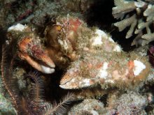 Daldorfia horrida
