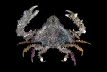 Daldorfia horrida