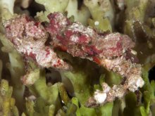 Daldorfia rathbunae