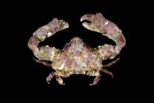 Daldorfia trigona