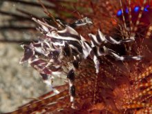 Zebrida adamsii
