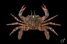 Liocarcinus corrugatus