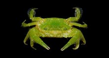 Trierarchus rotundifrons