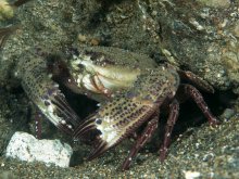 Charybdis natator