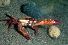 Charybdis natator