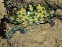 Thranita prymna