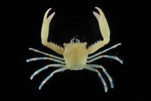 Quadrella coronata