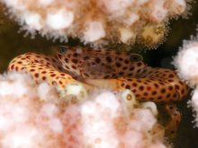 Trapezia tigrina