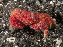 Epiactaea nodulosa