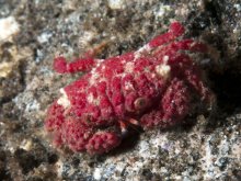 Epiactaea nodulosa
