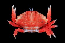 Liomera monticulosa