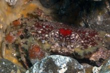 Lophozozymus pictor
