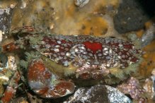 Lophozozymus pictor