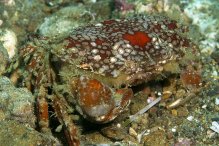 Lophozozymus pictor