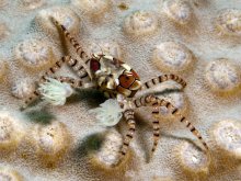 Lybia tessellata