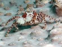 Lybia tessellata