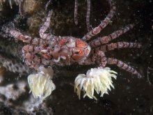 Lybia tessellata