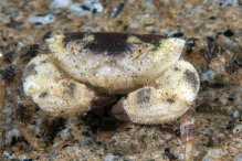 Xanthias lamarckii