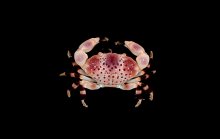 Xanthias punctatus
