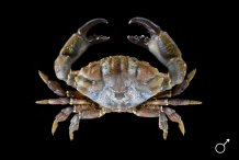Xantho hydrophilus
