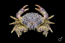Xantho pilipes